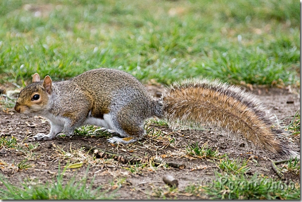 Ecureuil gris de Caroline - Squirrel - Sciurus carolinensis - Greenwich - Londres - London