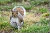   Ecureuil gris de Caroline - Squirrel - Sciurus carolinensis - Greenwich