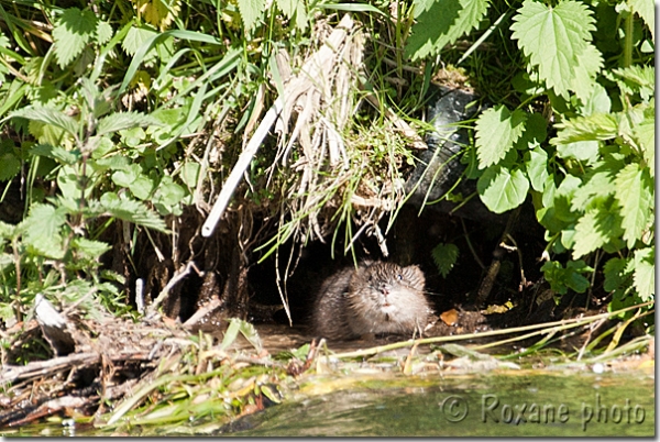 Jeune rat musqué - Rat d'Amérique - Ondatra zibethicus - Muskrat