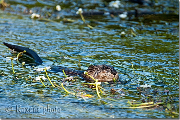 Rat musqué - Rat d'Amérique - Ondatra zibethicus - Muskrat - Houetteville - France