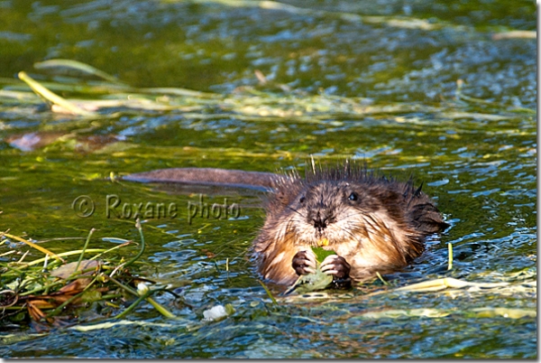 Rat d'Amérique - Rat musqué - Muskrat - Ondatra zibethicus