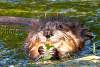 Rat d'Amérique - Rat musqué - Muskrat - Ondatra zibethicus