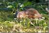 Rat musqué - Rat d'Amérique - Ondatra zibethicus - Muskrat - Houetteville - France