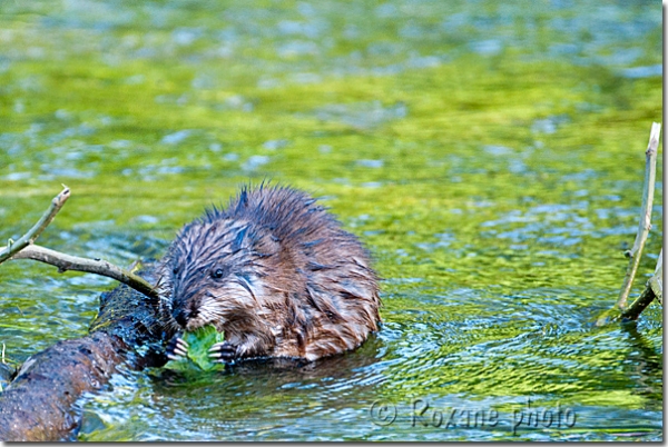 Rat d'Amérique - Rat musqué - Muskrat - Ondatra zibethicus