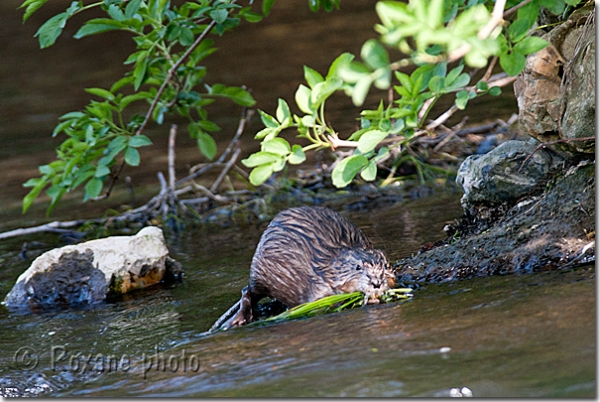 Rat musqué ou rat d'Amérique - Muskrat - Ondatra zibethicus