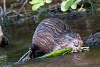 Rat musqué ou rat d'Amérique - Muskrat - Ondatra zibethicus