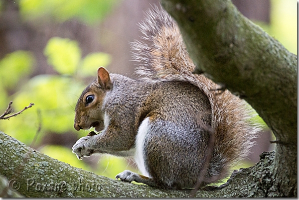 Ecureuil gris de Caroline - Squirrel - Sciurus carolinensis - Greenwich - Londres - London