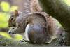 Ecureuil gris de Caroline - Squirrel - Sciurus carolinensis - Greenwich - Londres - London