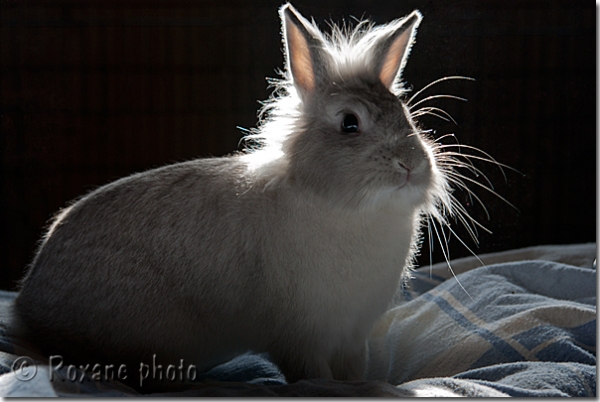  Lapin nain tête de lion - Dwarf rabbit lion head