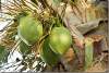 Noix de coco - Coconuts - Cocos nucifera - Saint Martin - Antilles