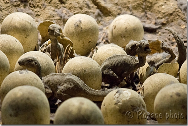 Nid de Maiasaura - Maiasaura nest - Londres - London