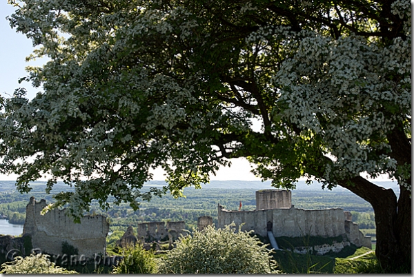  Château Gaillard - Castle Gaillard - Les Andelys