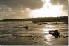 Marée basse - Low tide - Cancale - France