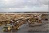 Ostréiculture - Oyster farming - Cancale - France