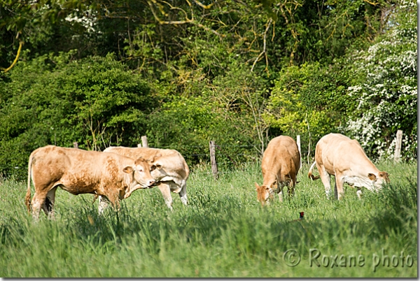 Blondes d'Aquitaine - Hondouville - Eure - Normandie