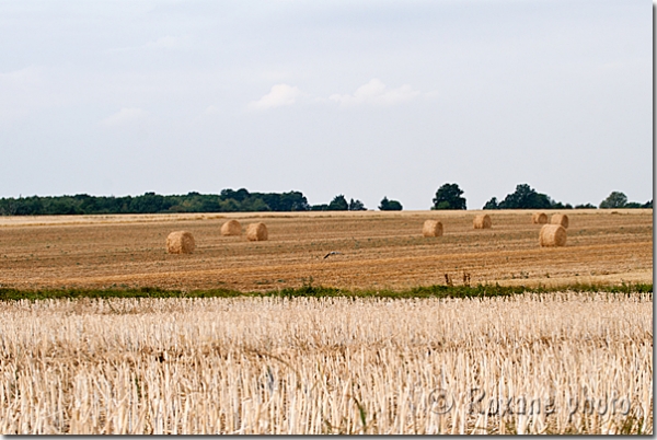 Campagne normande - Normandy countryside - Hondouville - France