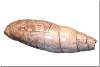 Coquillage sculpté de Ur Ningirsu - Ur Ningirsu's carved shell - Girsu Tello  Musée du Louvre - Paris - France