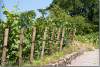 Vigne de Montmartre - Vineyards of Montmartre - Paris