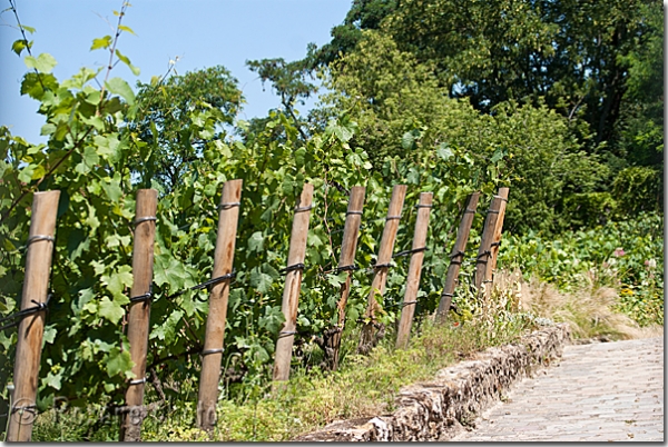 Vigne de Montmartre - Vineyards of Montmartre - Paris