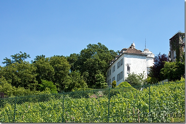 Vigne de Montmartre - Vineyards of Montmartre - Paris