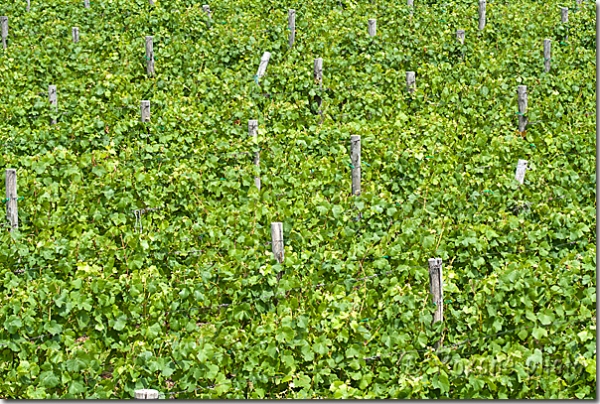 Vignoble de St Germain en Laye - Vineyard of Saint-Germain-en-Laye