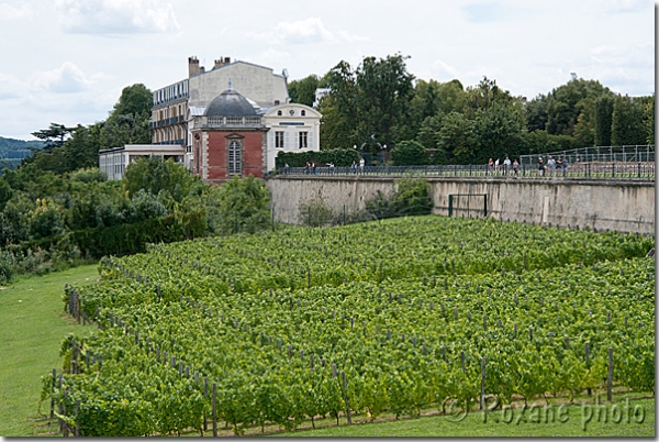  Vignoble de Saint-Germain-en-Laye - Vineyard of Saint-Germain-en-Laye