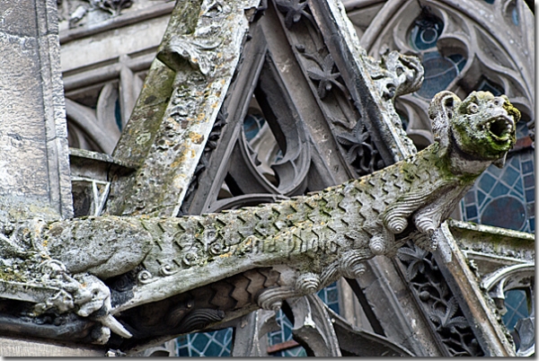 Gargouille - Gargoyle - Collégiale Notre Dames des Andelys - Eure - France