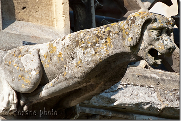Chien gargouille - Dog gargoyle - Collégiale Notre Dames des Andelys - Eure - France