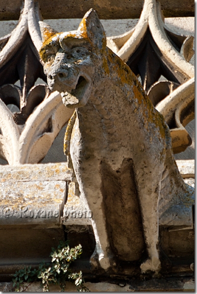 Chien gargouille - Gargoyle dog - Collégiale Notre Dame des Andelys Eure - France