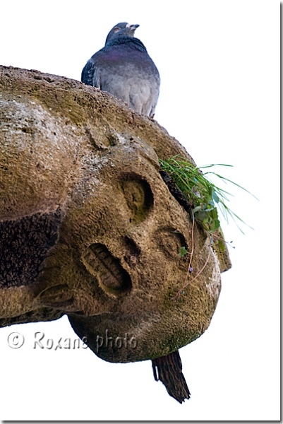 Gargouille grimaçante et pigeon - Gargoyle and pigeon - Nemours - Seine et Marne - France