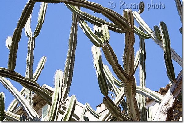 Cactus cierge - Cereus hexagonus Linnaeus - Lady of the night cactus 