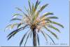Palmier dattier - Phoenix dactylifera - Date palm 