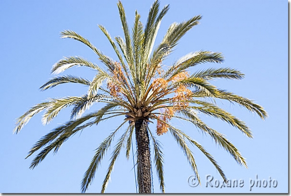 Palmier dattier - Phoenix dactylifera - Date palm 