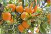 Oranger - Citrus sinensis - Orange tree 