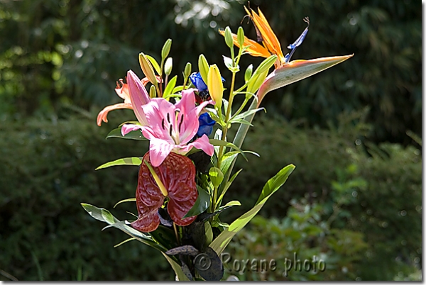 Fleurs exotiques - Exotic flowers
