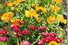 Massifs de pensées et de marguerites - Clump of pansies and daisies