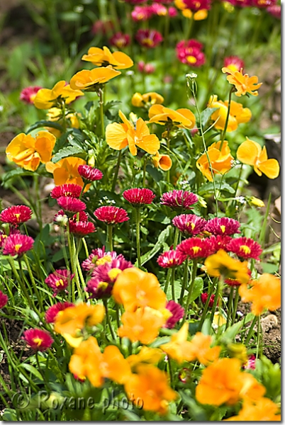 Massifs de pensées et de marguerites - Clump of pansies and daisies