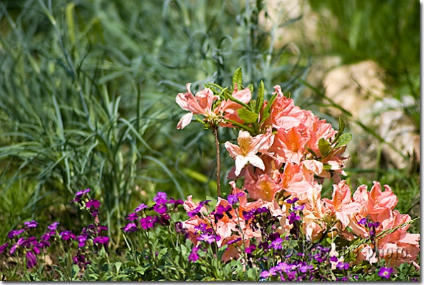 Rhododendron et fleurs de rocaille