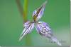 Feuille de clématite - Clematis leaf