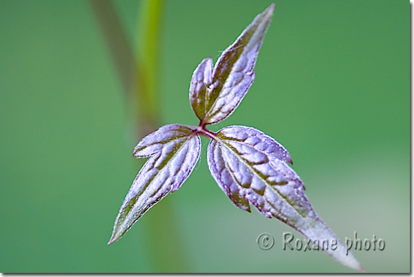 Feuille de clématite - Clematis leaf