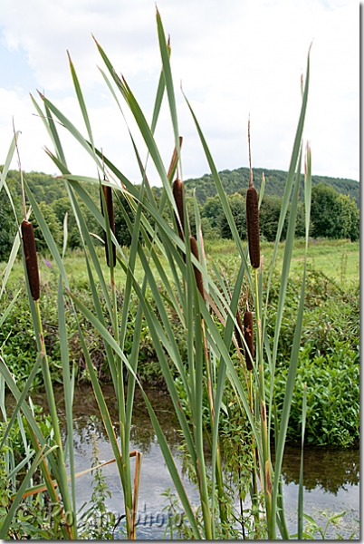 Massette - Typha  latifolia - Bullrush