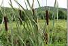 Massette - Typha  latifolia - Bullrush