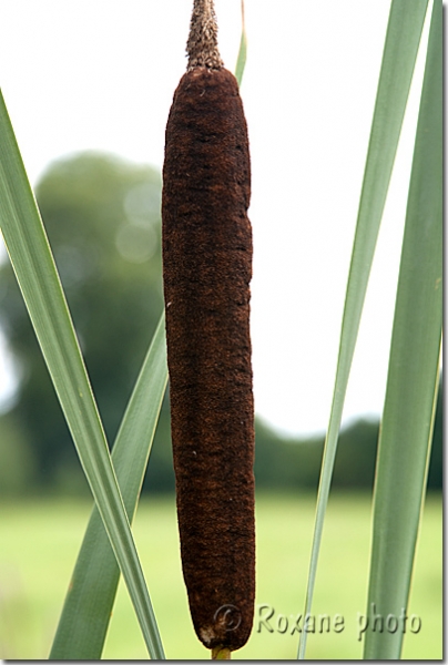 Typha latifolia - Bullrush - Massette