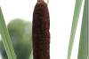 Typha latifolia - Bullrush - Massette