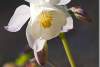 Ancolie Spring magic blanche hybride - Aquilegia Spring Magic white - Aquilegia hybride - Hybride columbine