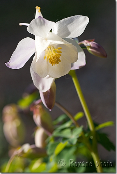 Ancolie Spring magic blanche hybride - Aquilegia Spring Magic white - Aquilegia hybride - Hybride columbine