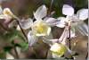 Ancolies Spring magic blanche - White aquilegias Spring Magic - Aquilegia hybride - Hybride Columbines
