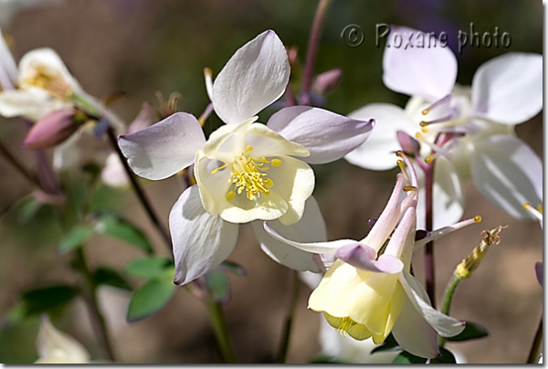 Ancolies Spring magic blanche - White aquilegias Spring Magic - Aquilegia hybride - Hybride Columbines