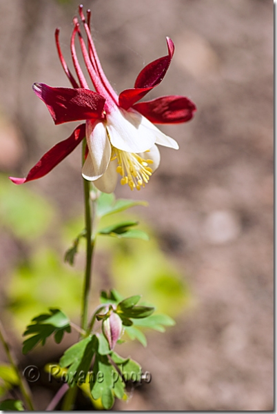 Aquilegia Red star