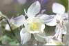 Ancolie Spring magic blanche - Aquilegia Spring Magic white - Aquilegia hydride - Hybride columbine 